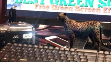 电脑桌上做的猎豹效果视频素材
