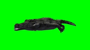 鳄鱼游泳尾巴摆动绿屏抠像特效视频素材