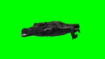 鳄鱼游泳尾巴摆动绿屏抠像特效视频素材