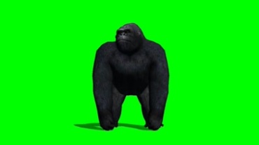 大黑猩猩四处张望绿屏抠像特效视频素材
