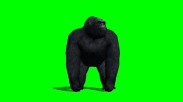 大黑猩猩四处张望绿屏抠像特效视频素材