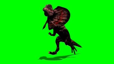 伞蜥蜴奔跑时张开颈部绿幕抠像特效视频素材