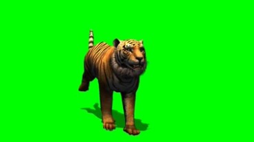 老虎奔跑健美身姿绿幕背景透明抠像动态特效视频素材