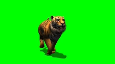 老虎奔跑健美身姿绿幕背景透明抠像动态特效视频素材
