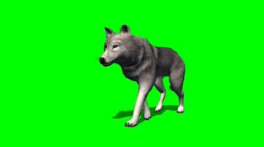 狼走路姿态绿屏抠像特效视频素材