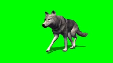狼走路姿态绿屏抠像特效视频素材
