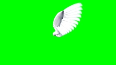 翅膀拍打侧面拍摄绿幕背景抠像特效视频素材
