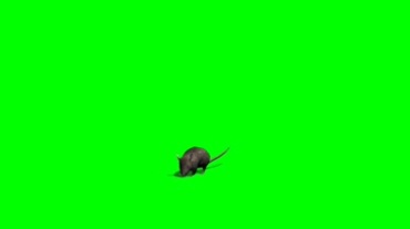 老鼠透明抠像绿幕背景特效视频素材