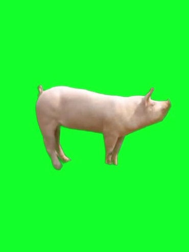 奔跑的猪绿屏抠像特效视频素材