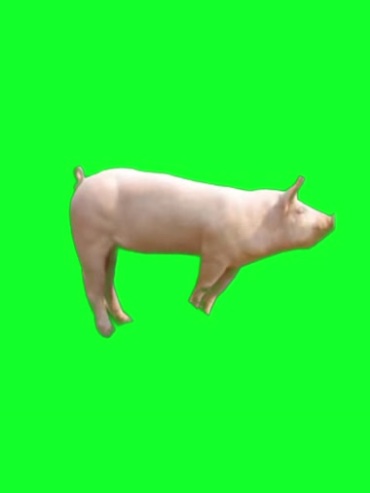 奔跑的猪绿屏抠像特效视频素材
