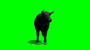 水牛黄牛绿屏抠像透明特效视频素材