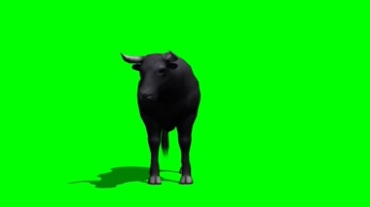 水牛黄牛绿屏抠像透明特效视频素材
