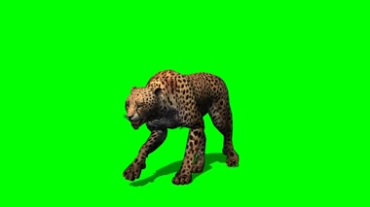 金钱豹猎豹绿幕背景抠像视频素材