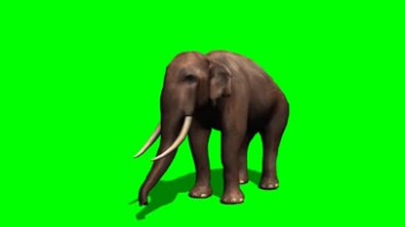 大象扬起鼻子绿屏抠像特效视频素材