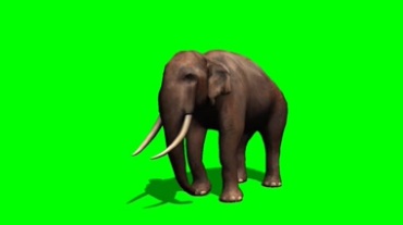 大象扬起鼻子绿屏抠像特效视频素材