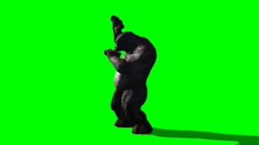 大猩猩被攻击时的防守应急反应绿屏抠像特效视频素材