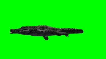 鳄鱼潜水游泳姿态绿屏特效视频素材