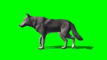 狼绿屏抠像动态特效视频素材
