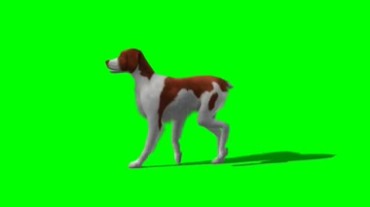 狗走路体态绿幕抠像特效视频素材