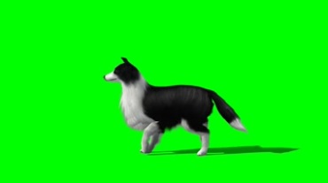 狗走路绿幕抠像特效视频素材