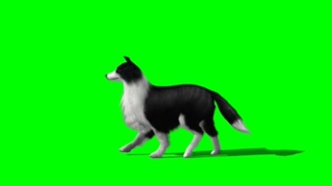 狗走路绿幕抠像特效视频素材
