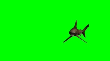 大鲨鱼游弋绿幕视频素材