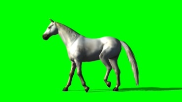马儿踱步绿幕背景视频素材
