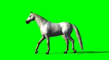 马儿踱步绿幕背景视频素材