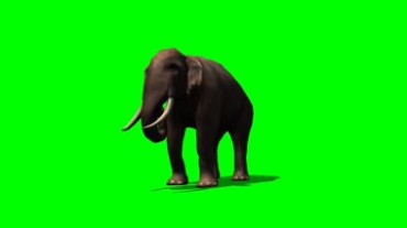 大象绿屏抠像特效视频素材