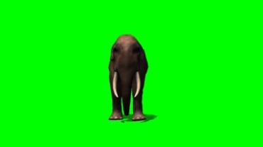 大象绿屏抠像特效视频素材