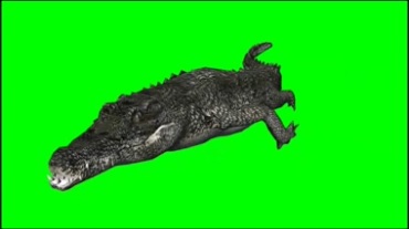 大鳄鱼绿幕背景透明抠像特效视频素材