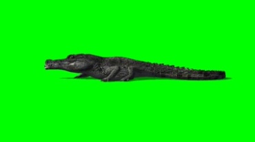鳄鱼绿幕背景透明抠像特效视频素材