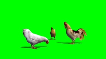 公鸡母鸡家禽绿幕特效视频素材