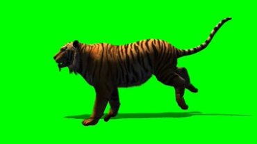 老虎奔跑绿屏背景透明通道抠像视频素材