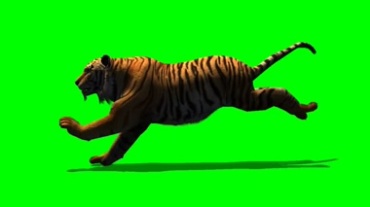 老虎奔跑绿屏背景透明通道抠像视频素材
