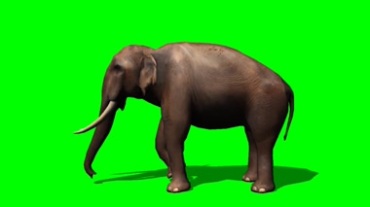 大象卷鼻子动作捕捉绿屏抠像特效视频素材