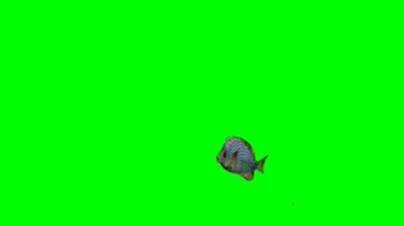 小鱼吃食绿屏抠像特效视频素材