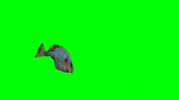 小鱼吃食绿屏抠像特效视频素材