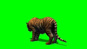 老虎后背虎斑纹绿屏背景抠像特效视频素材