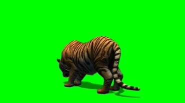 老虎后背虎斑纹绿屏背景抠像特效视频素材