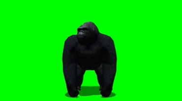 大黑猩猩正面角度绿屏抠像视频素材