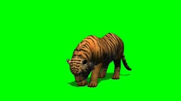 老虎吃东西动作细节绿屏抠像特效视频素材