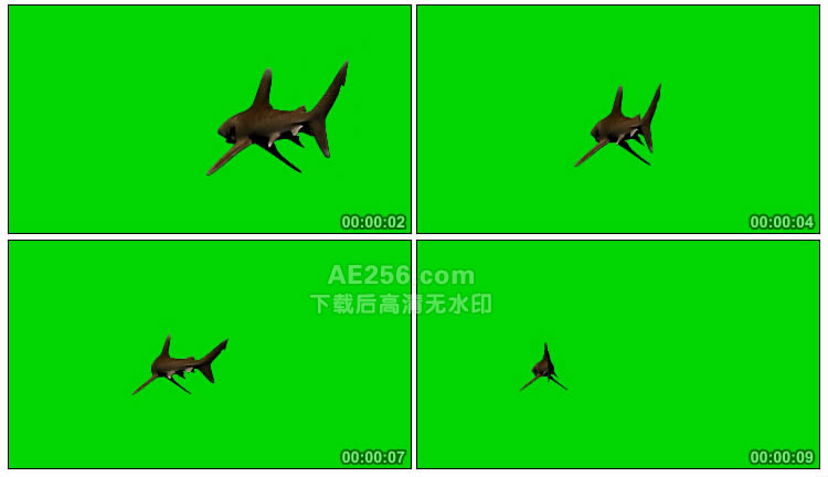 大鲨鱼游弋绿幕抠像特效视频素材