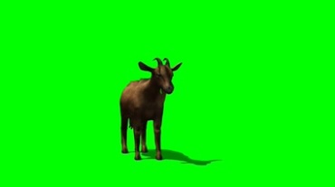 老山羊绿屏抠像特效视频素材