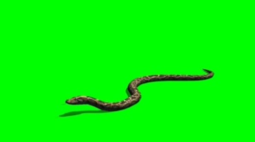 蛇爬行动作绿屏特效视频素材
