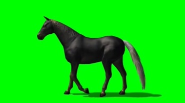 汗血宝马健美体形绿幕背景透明抠像特效视频素材