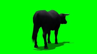 牛的后背影绿屏抠像动态透明特效视频素材