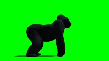 大黑猩猩左顾右看绿屏抠像特效视频素材