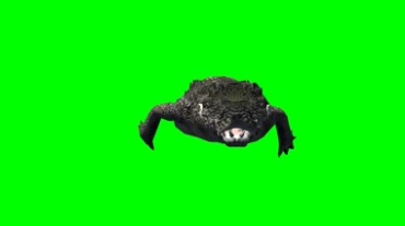 鳄鱼爬行动态绿屏抠像视频素材