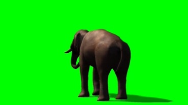 大象的背影绿屏抠像特效视频素材